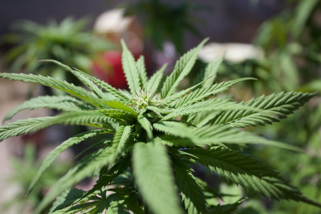 5starsstocks.com cannabis