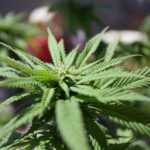 5starsstocks.com cannabis